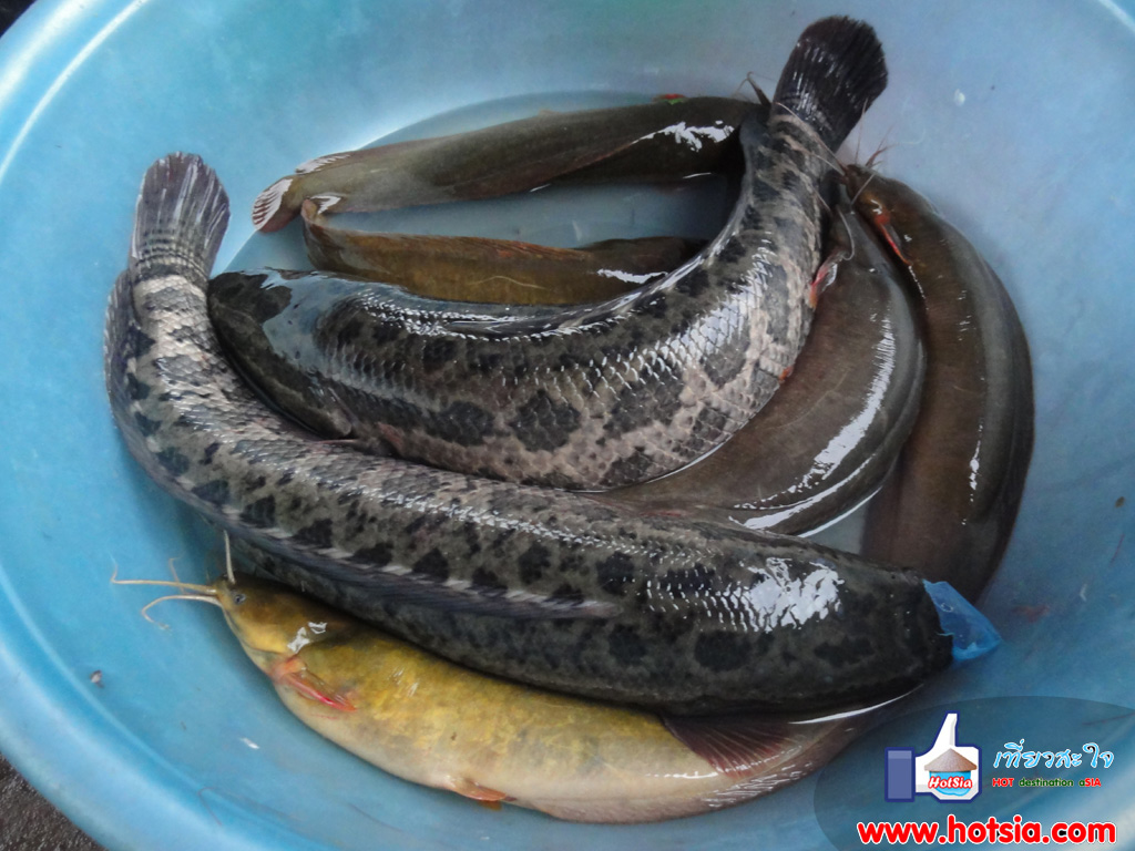 จังหวัดหวิงฟุก ตลาดหวิงเยียน